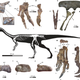Imagen para el artículo titulado Hallan un nuevo y raro dinosaurio como el velociraptor, pero vegetariano